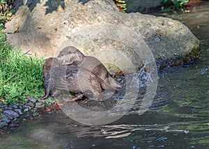 Otters at Jersey