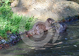 Otters at Jersey