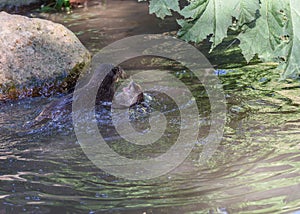 Otters at Jersey