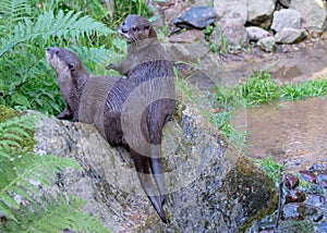 Otters at Jersey