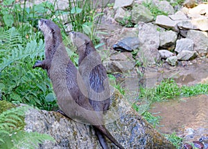 Otters at Jersey