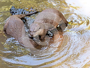 Otters at Jersey