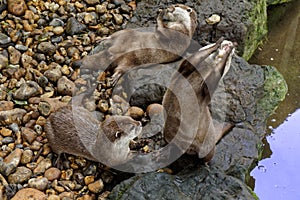 Otters Juggling Pebbles