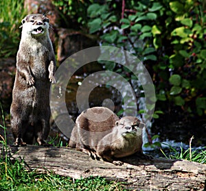 Otters on log