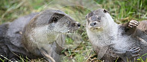 Otters photo