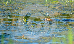 Otters in the river in spring time