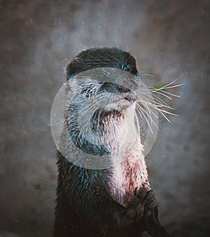 otters swimming and playing  peacefully