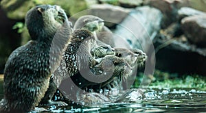 Otters by the water