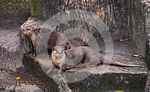 otters at zoo
