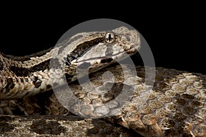 Ottoman Viper Montivipera xanthina