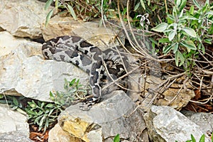 Ottoman viper, rock viper, coastal viper