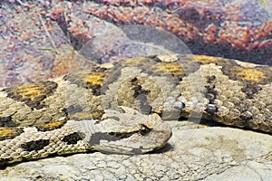 Ottoman viper (Vipera xanthina)