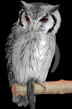 Otus leucotis white faced scops owl photo