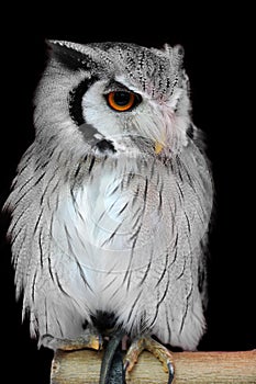Otus leucotis white faced scops owl photo