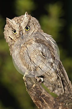 Otus scops, Eurasian Scops Owl, , perched on a branch photo