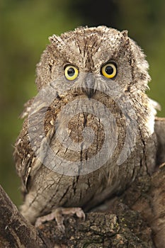 Otus scops, Eurasian Scops Owl, small owl, photo