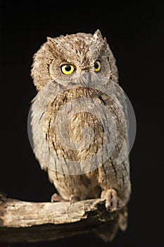 Otus scops, Eurasian Scops Owl, small owl,