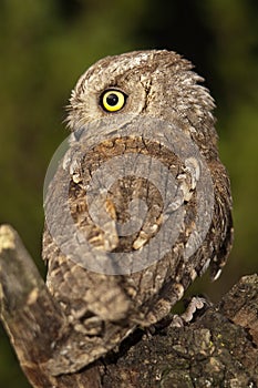 Otus scops, Eurasian Scops Owl, small owl, photo