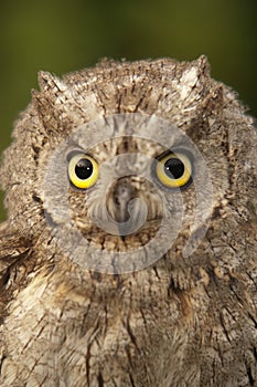 Otus scops, Eurasian Scops Owl, small owl photo