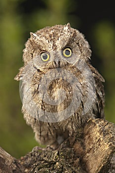 Otus scops, Eurasian Scops Owl, small ow photo