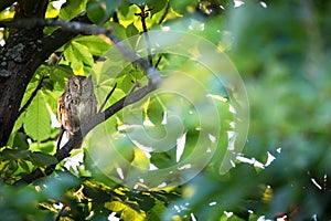 Otus scops. The wild nature of Bulgaria. Free nature. A beautiful picture of nature. Rhodopes. A little bird. Owl on the tree. Mou