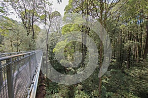 Otway Fly Treetop Walk