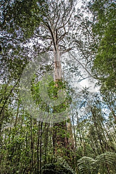 Otway Fly Treetop Walk