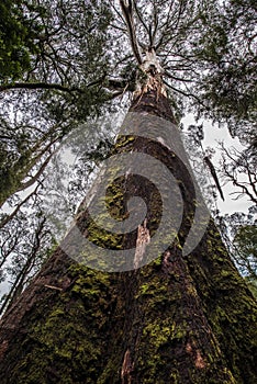 Otway Fly Treetop Walk