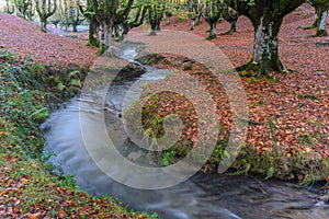 Otzarreta beech forest in autumn, Gorbea Natural Park, Spain