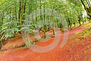 Otzarreta Beech Forest, Gorbeia Natural Park, Bizkaia, Spain photo
