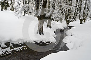 Otzarreta beech forest in winter, Gorbea Natural Park, Spain