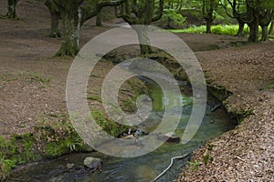 Otzarreta forest, Gorbeia natural park, Bizkaia, Spain