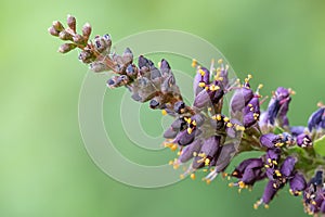 Ouachita leadplant Amorpha ouachitensis, dark purple budding flowers
