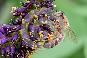 Ouachita leadplant Amorpha ouachitensis, dark purple flowers with a honey bee