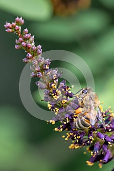 Ouachita leadplant Amorpha ouachitensis, dark purple flowers with honey bee