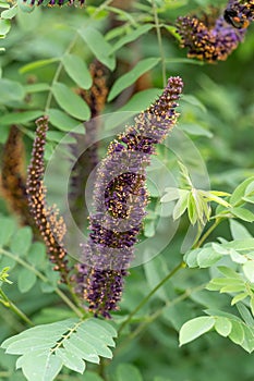 Ouachita leadplant Amorpha ouachitensis, dark purple flowerspike