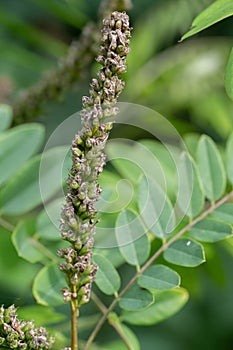 Ouachita leadplant Amorpha ouachitensis, fruit