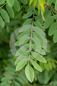 Ouachita leadplant Amorpha ouachitensis, grey-green pinnate leaves