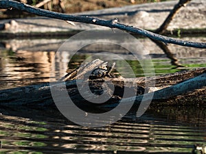 Ouachita Map Turtle on a Mississippi river log 2