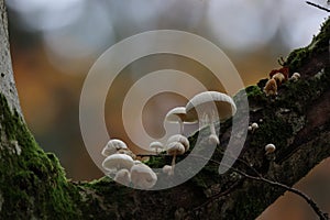 Oudemansiella mucida in the autumn beech forest Germany