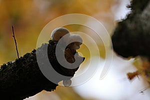 Oudemansiella mucida in the autumn beech forest Germany