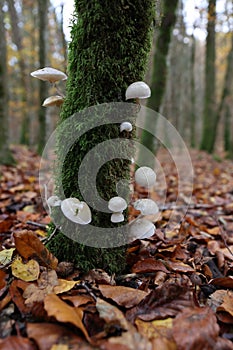 Oudemansiella mucida in the autumn beech forest Germany