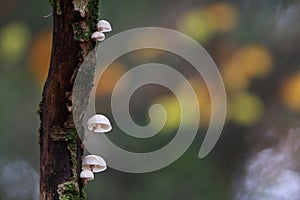 Oudemansiella mucida in the autumn beech forest Germany