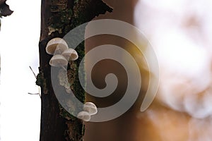 Oudemansiella mucida in the autumn beech forest Germany