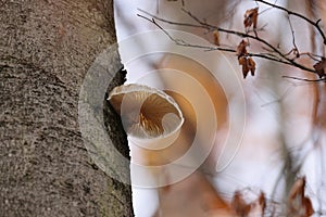 Oudemansiella mucida in the autumn beech forest Germany