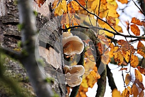 Oudemansiella mucida in the autumn beech forest Germany