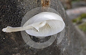 Oudemansiella mucida, commonly known as porcelain fungus, is a basidiomycete fungus of the family Physalacriaceae