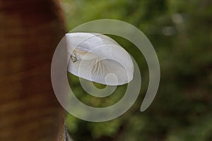 Oudemansiella mucida, commonly known as porcelain fungus, is a basidiomycete fungus of the family Physalacriaceae