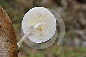 Oudemansiella mucida, commonly known as porcelain fungus, is a basidiomycete fungus of the family Physalacriaceae