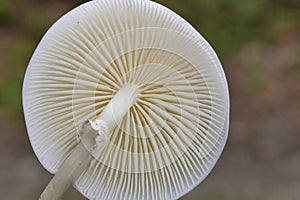 Oudemansiella mucida, commonly known as porcelain fungus, is a basidiomycete fungus of the family Physalacriaceae